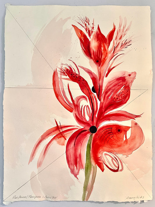 Amaryllis #4